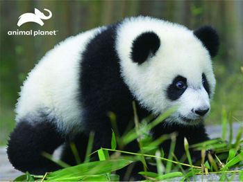 Picture of Prime 3D Παζλ Animal Planet Panda 48τμχ.