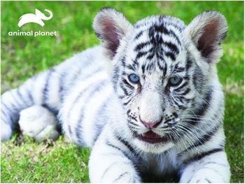 Picture of Prime 3D Παζλ Animal Planet White Tiger 100τμχ.